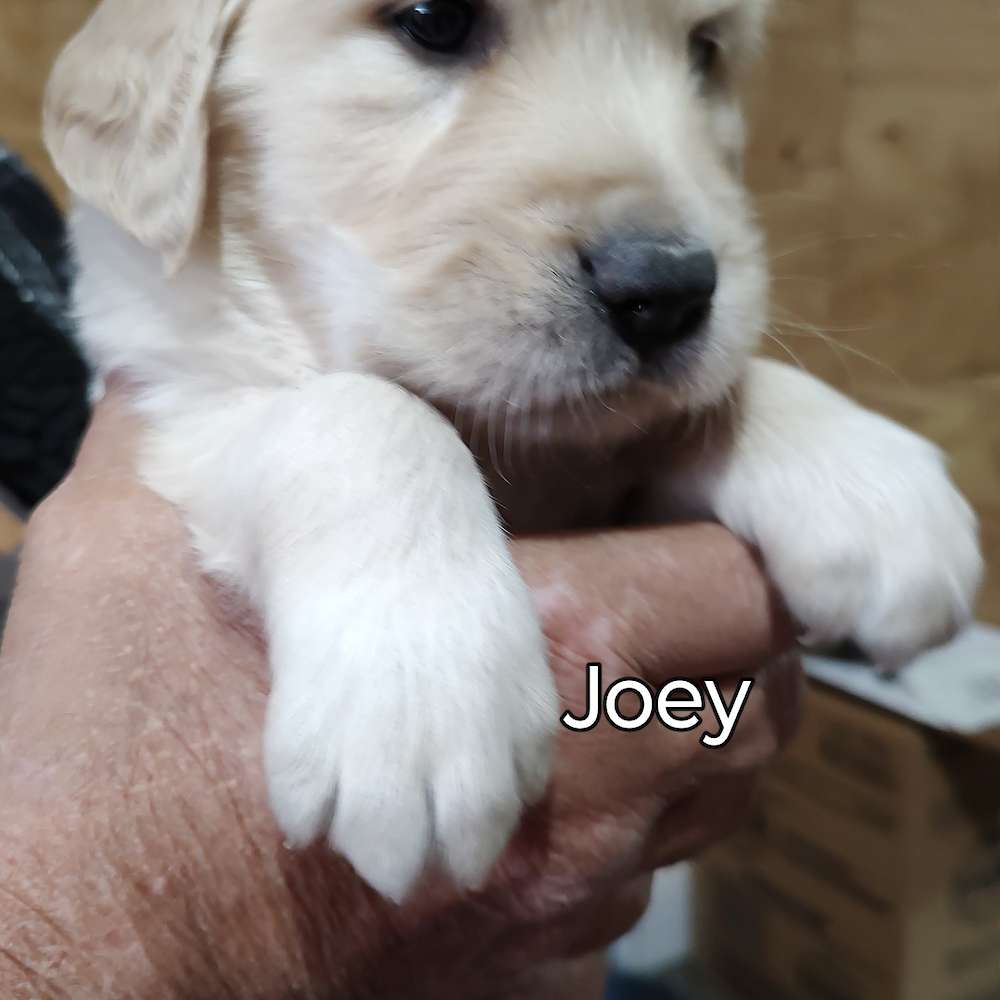 Joetta and King - May 06th, 2025